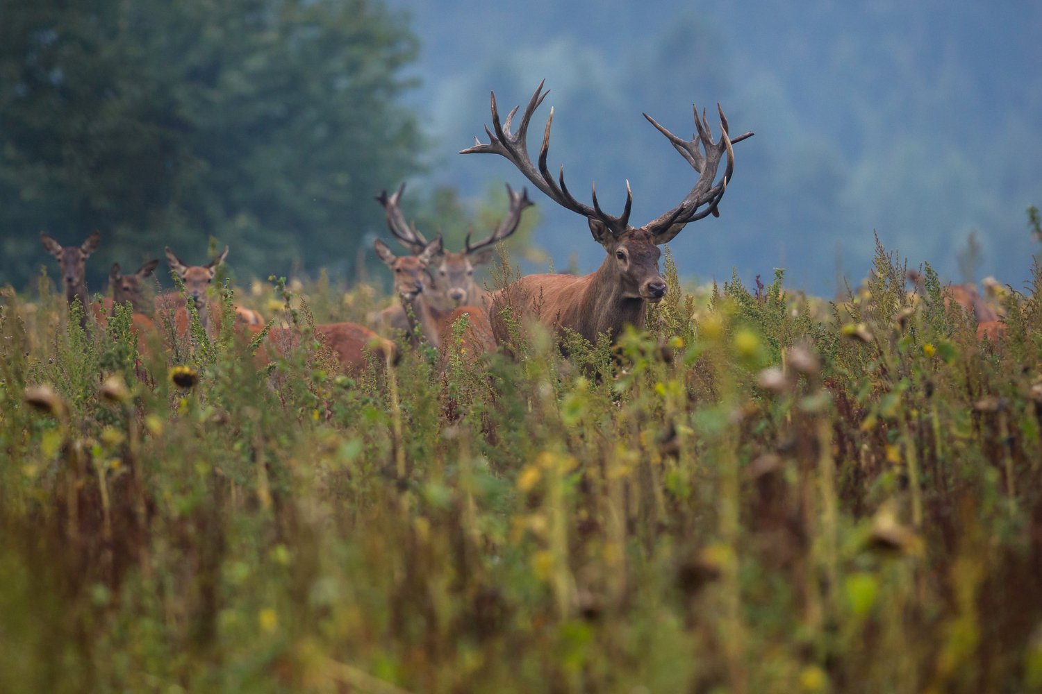 Rothirsch auf einer Wiese am Waldrand