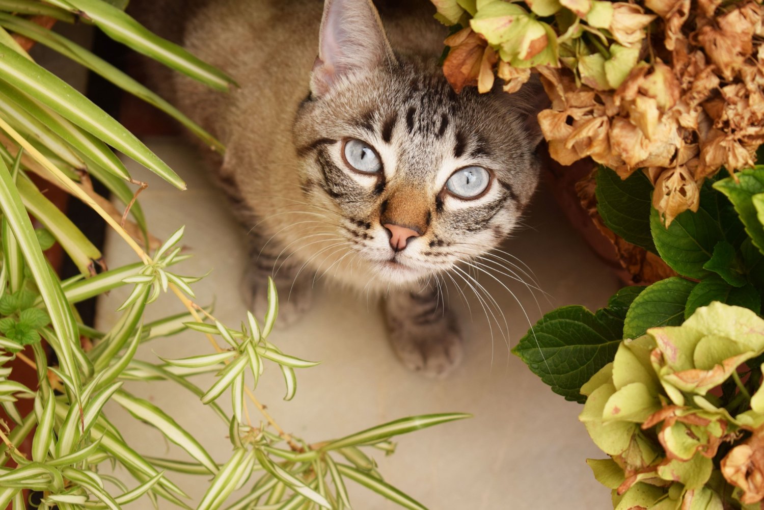 Getigerte Katze blickt zwischen Pflanzen nach oben