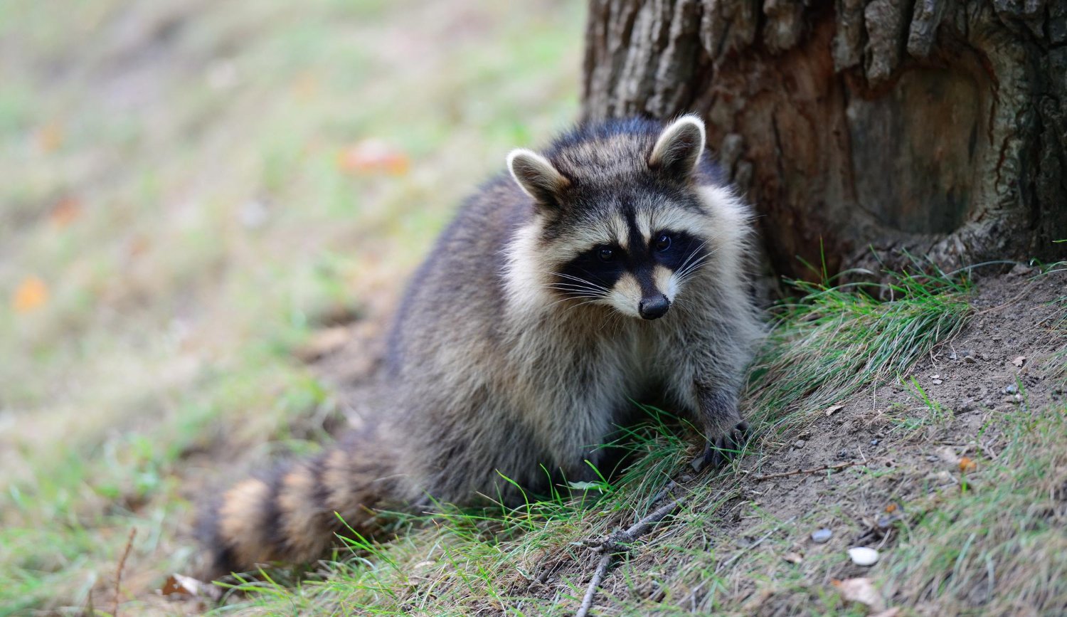 Waschbär an einem Baumstamm