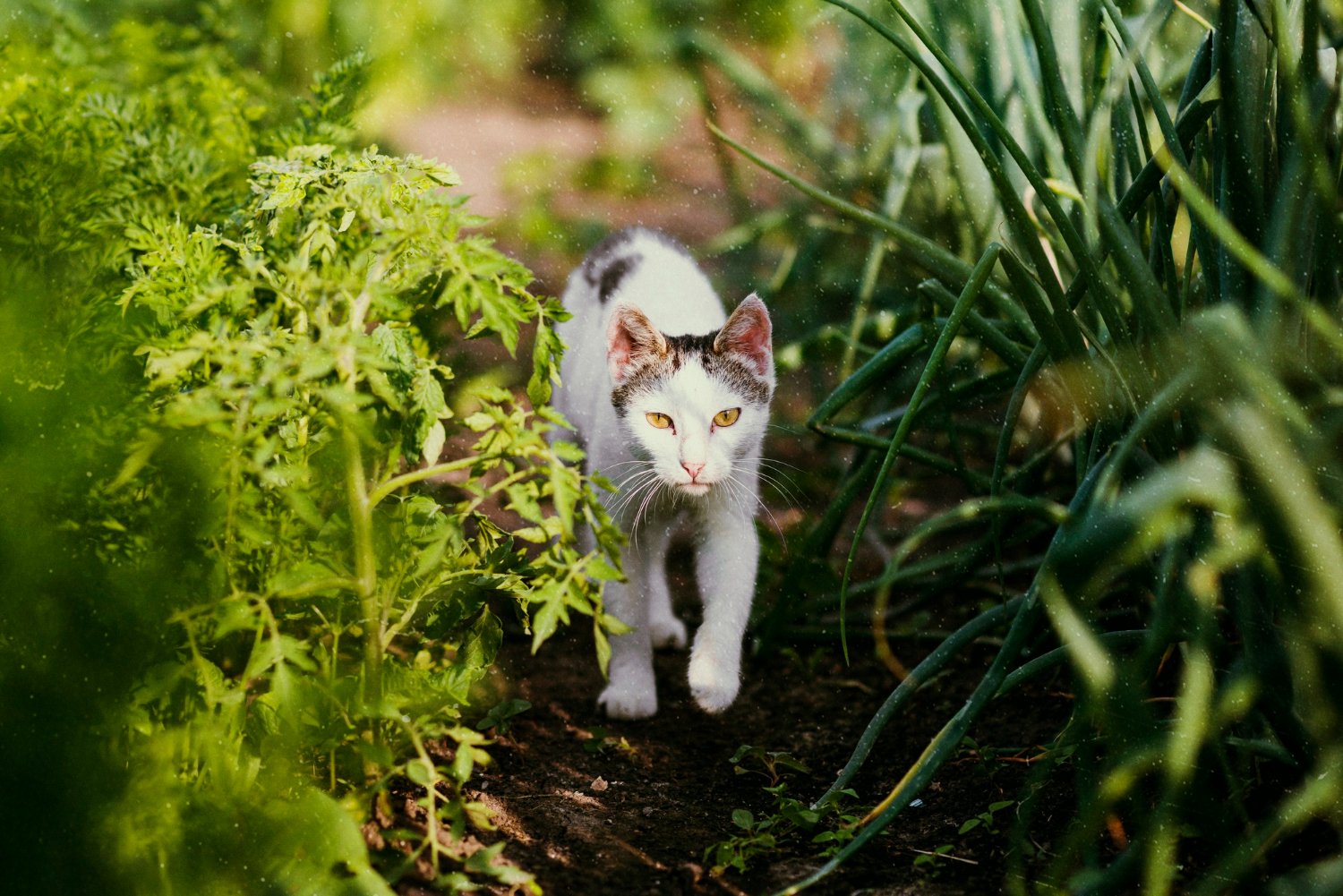 Katze schleicht durch einen Garten