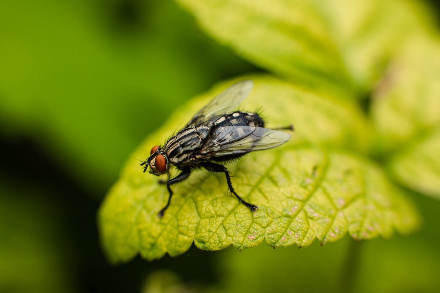 Fliege auf einem grünen Blatt