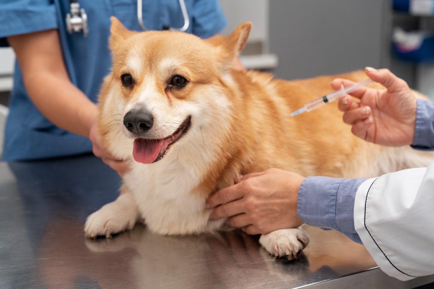 Corgi bekommt in der Tierarztpraxis eine Spritze