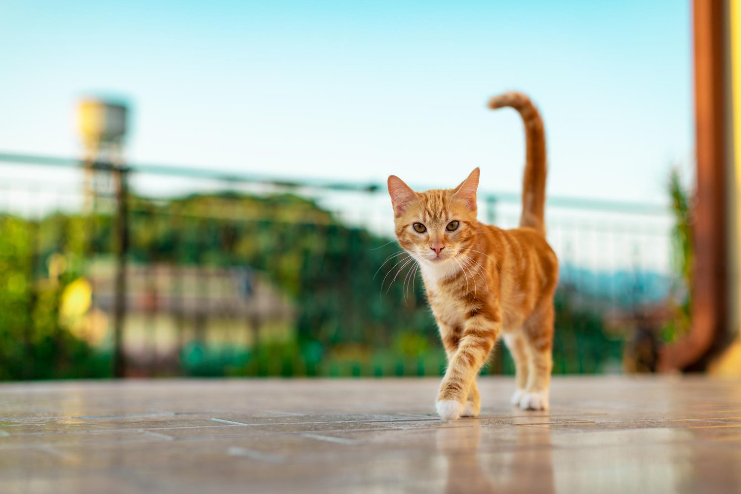 Katze mit Halsband draußen vor einem Haus