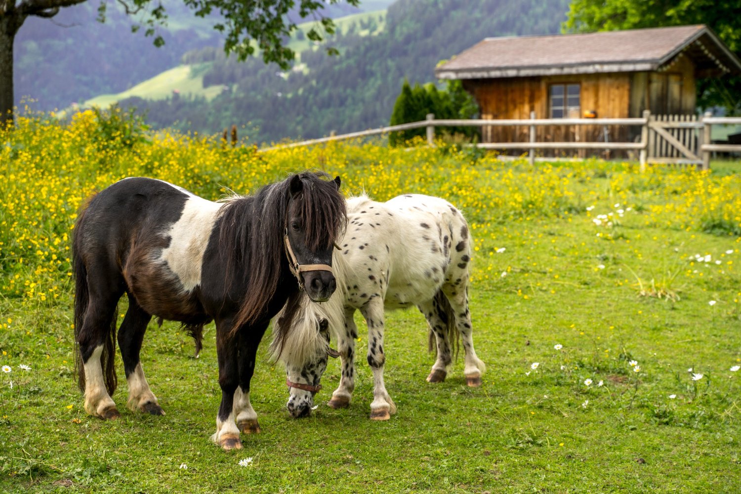Zwei Ponys auf einer Wiese vor einem Holzstall